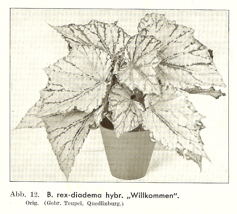B. ‘Willkommen’